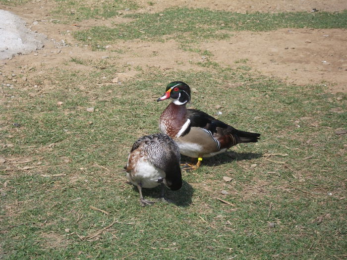 2014 165 - toamna 2014