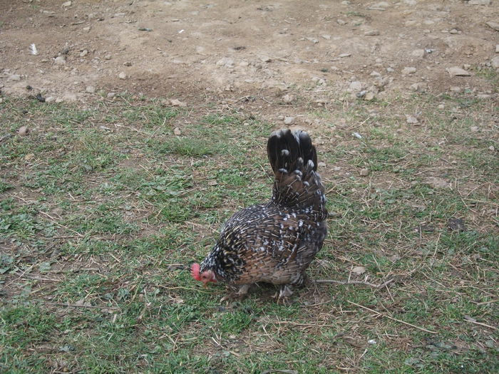 2014 176 - toamna 2014