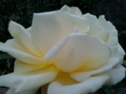 Fotografie3178     diamond jubillee