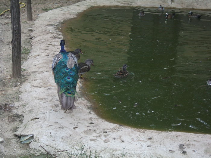 Picture 029 - toamna 2014