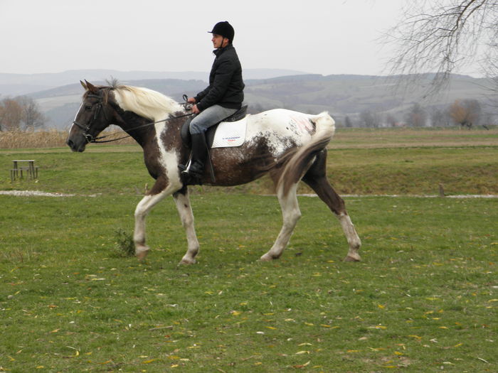 PB141187 - CAI DE VANZARE