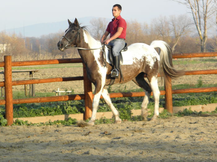 PB131411 - CAI DE VANZARE