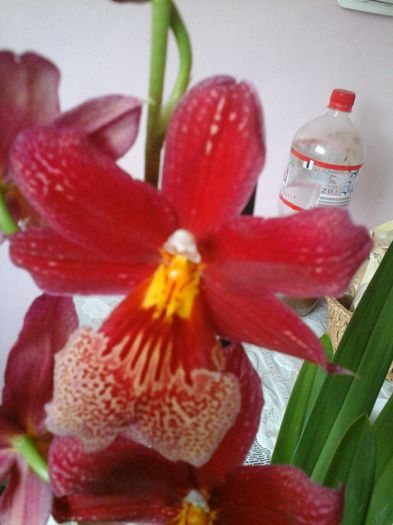 cambria nelly isler - orhideele mele