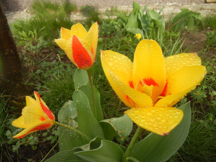Tulipa Stresa (2014, March 24)