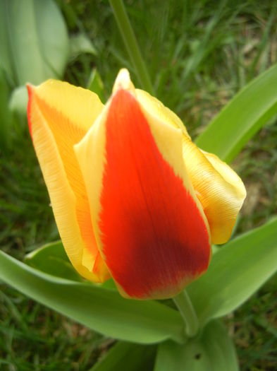 Tulipa Stresa (2014, March 25)