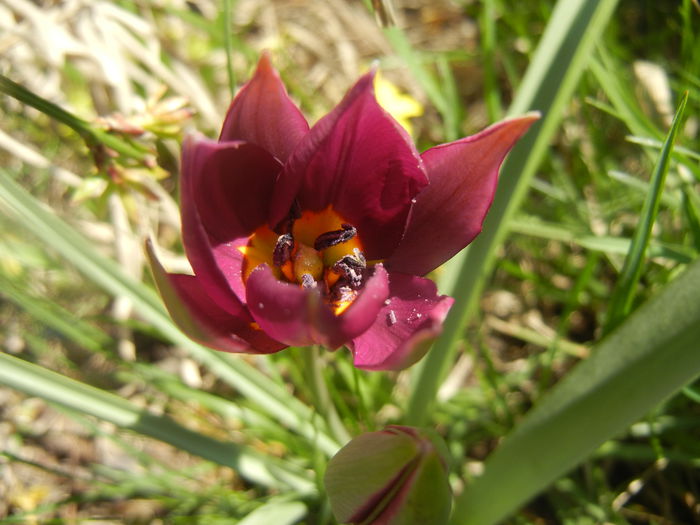 Tulipa Persian Pearl (2014, March 23)