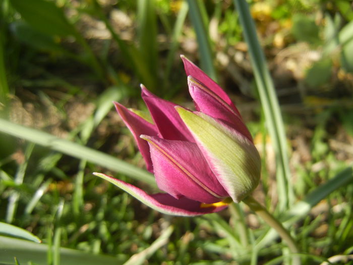 Tulipa Persian Pearl (2014, March 23)