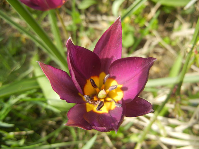 Tulipa Persian Pearl (2014, March 26) - Tulipa Persian Pearl