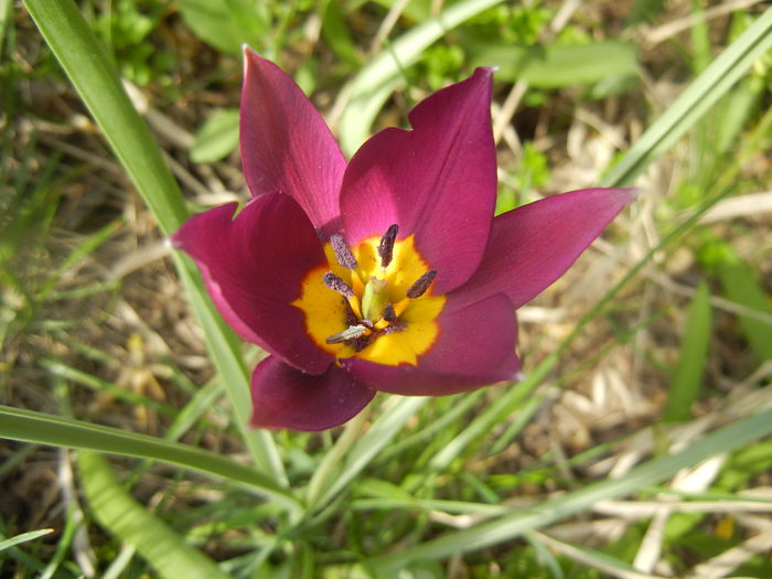 Tulipa Persian Pearl (2014, March 26)