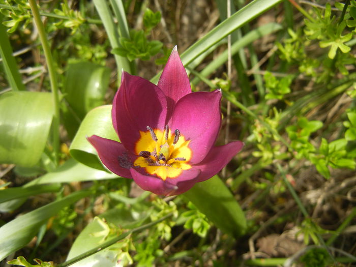 Tulipa Persian Pearl (2014, March 26) - Tulipa Persian Pearl