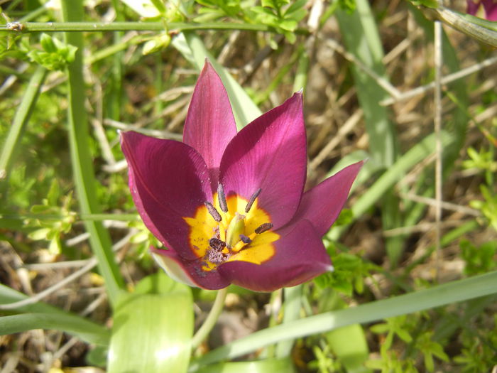 Tulipa Persian Pearl (2014, March 26)
