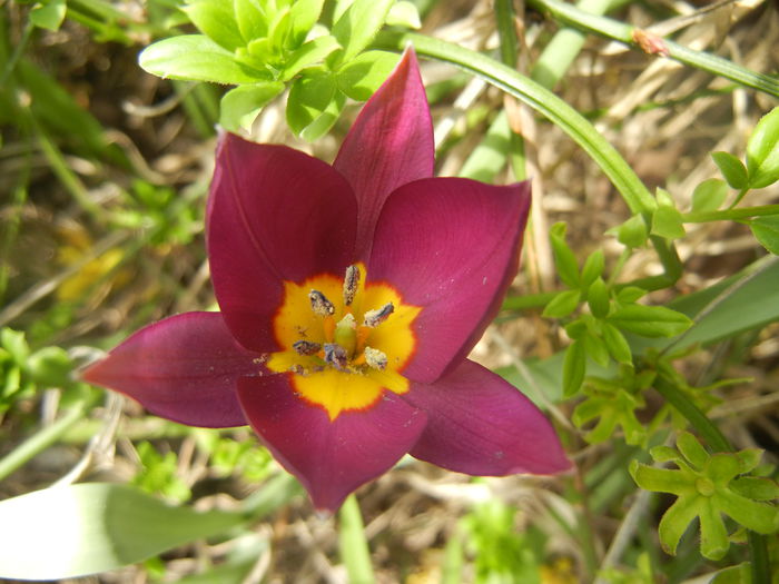 Tulipa Persian Pearl (2014, March 26)