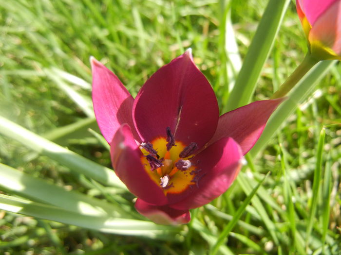 Tulipa Persian Pearl (2014, March 27) Tulipa Persian Pearl (2014, March 27)