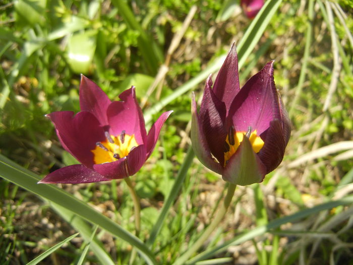 Tulipa Persian Pearl (2014, March 27)