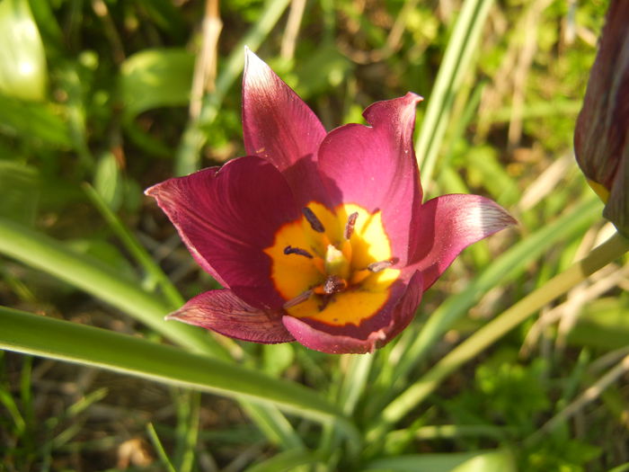 Tulipa Persian Pearl (2014, March 29)