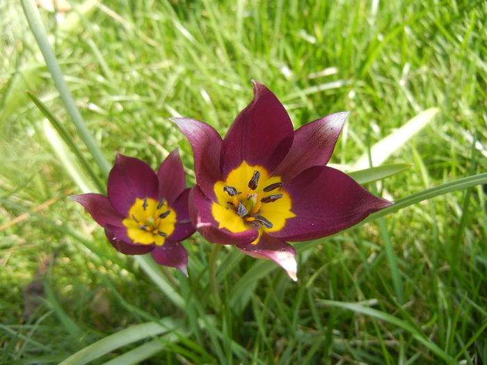 Tulipa Persian Pearl (2014, April 01)