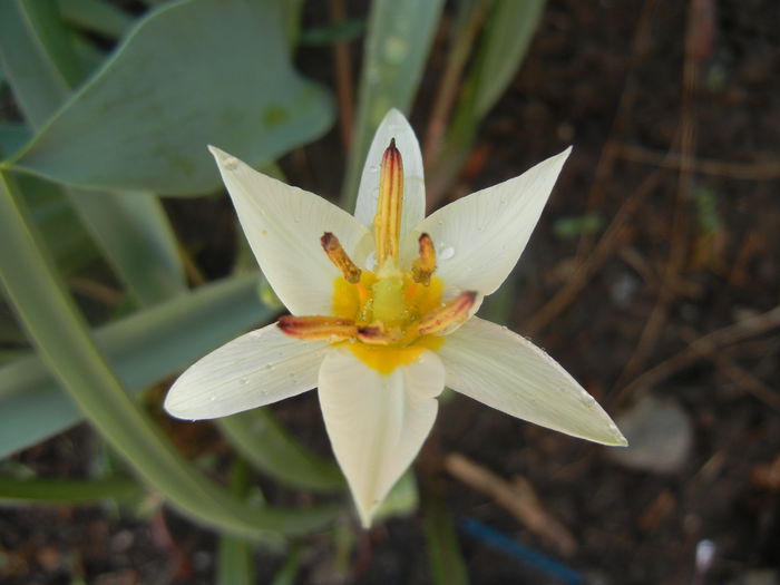 Tulipa Turkestanica (2014, March 22)