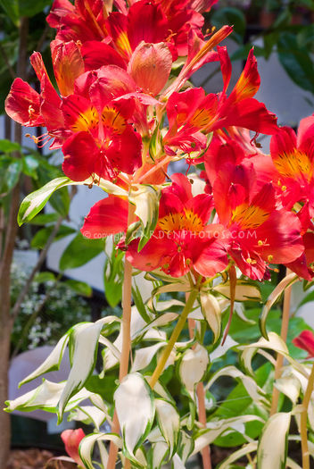 Alstroemeria-Rock-n-Roll-G019248