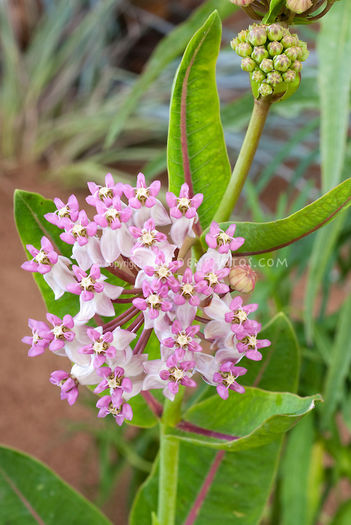 Asclepias sullivantii