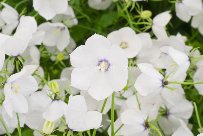 Campanula carpatica