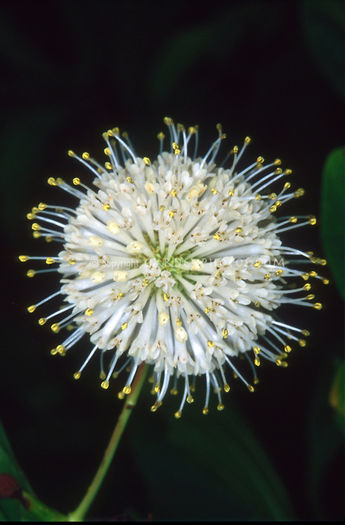 Cephalanthus occidentalis Sputnik