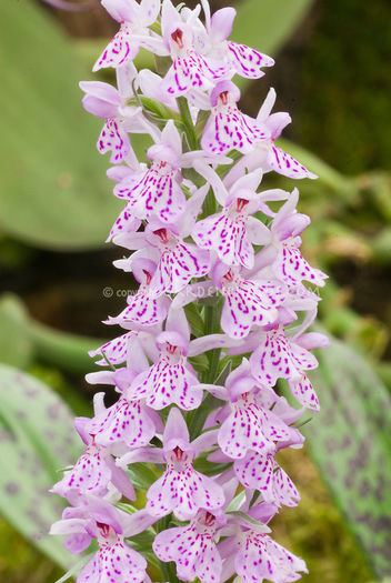 Dactylorhiza-maculata-JWW3478