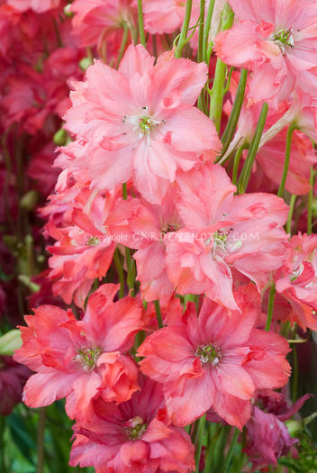 Delphinium-Princess-Caroline-GJR6919