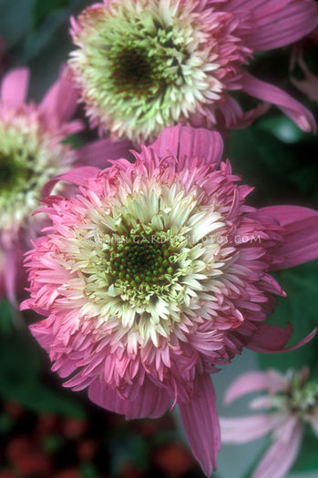 Echinacea-Pink-Double-Delight-39272