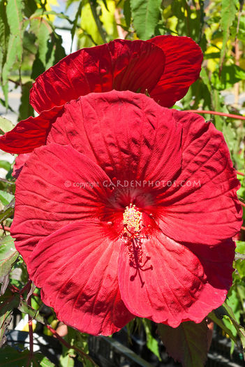 Hibiscus-Fireball-25694
