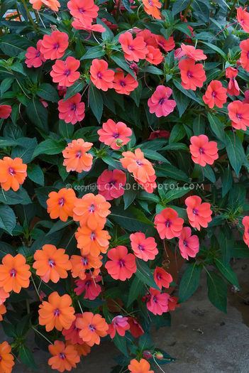 impatiens