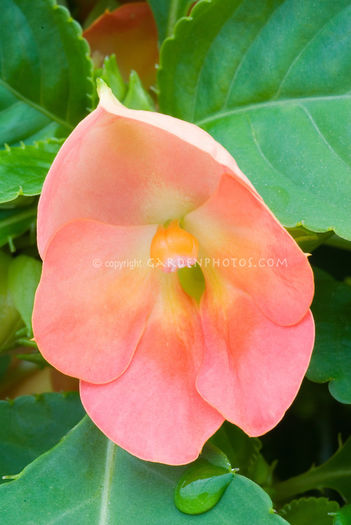 Impatiens-Fusion-Infrared-New-Color-37870