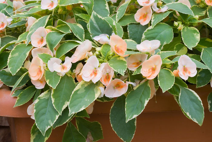 Impatiens-Peach-Frost-37864