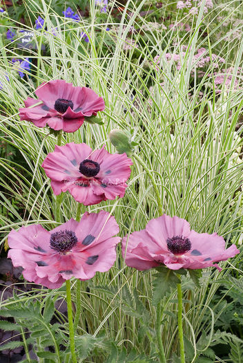 Poppy Papaver orientale