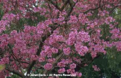 Tabebuia%20heterophylla