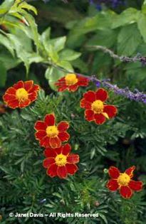Tagetes%20patula%20