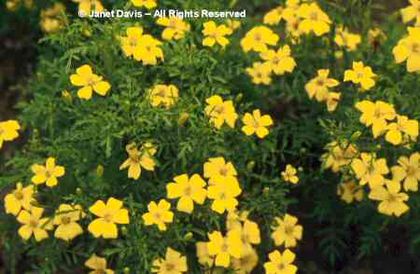 Tagetes%20tenuifolia%20