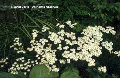 Tanacetum%20corymbosum