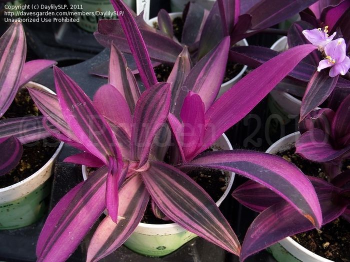 tradescantia pallida variegata