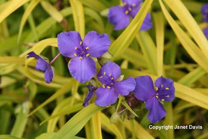 Tradescantia%20