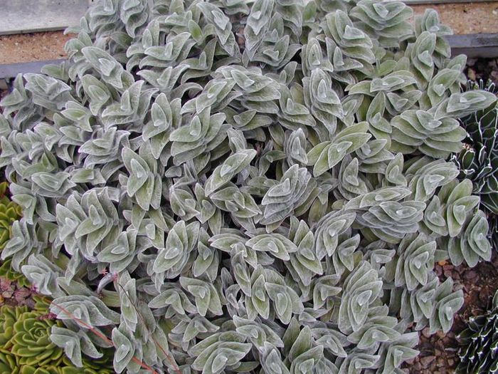 tradescantia