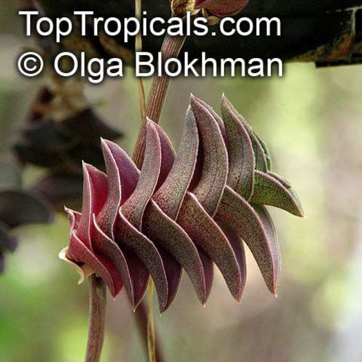 Tradescantia_navicularis806_450OlgaB