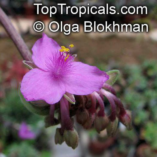 Tradescantia_navicularis806_453OlgaB
