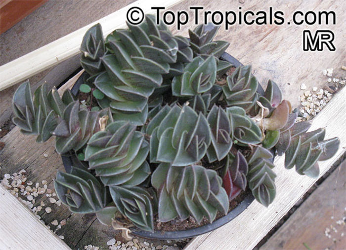 Tradescantia_navicularis11599