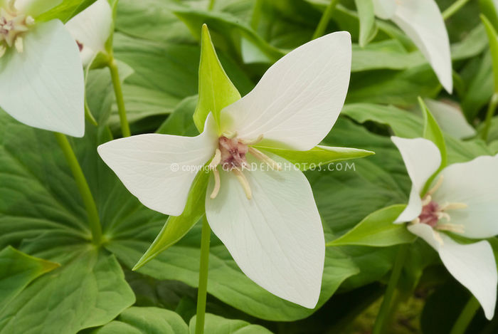 Trillium flexipes in white
