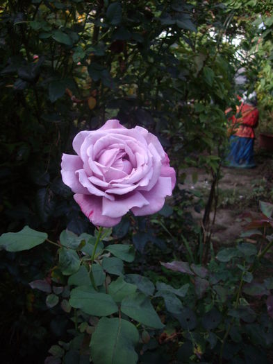 Blue Queen - flori si trandafiri - 2014  -1