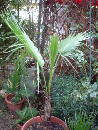 IMGP7462 - flori si trandafiri - 2014  -1