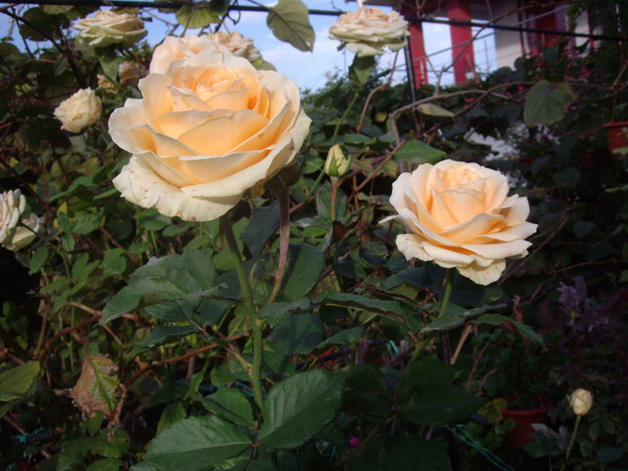 IMGP7469 - flori si trandafiri - 2014  -1