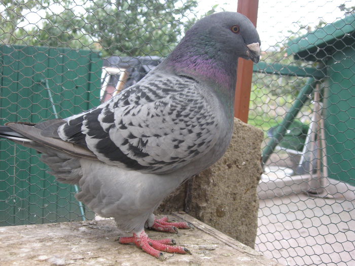 IMG_1089 de vinzare dupa expo; femela
