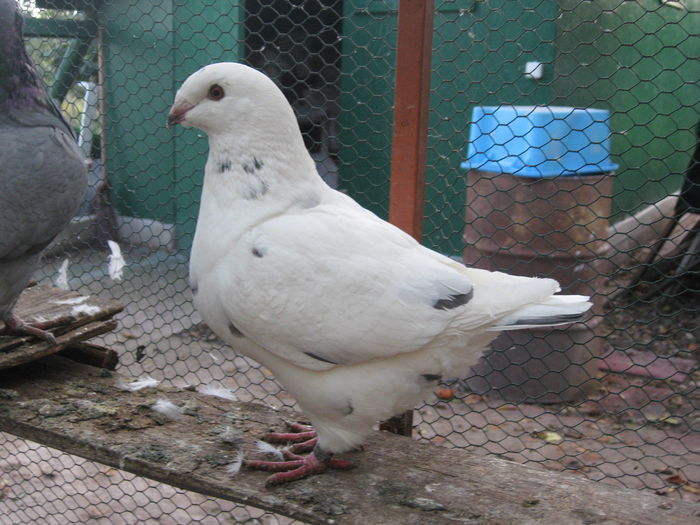 IMG_0996 de vindut; femela
