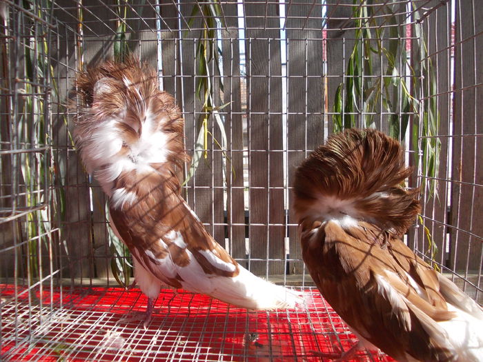 Mas 2013 Fem 2014 - Maria Stuart 2014